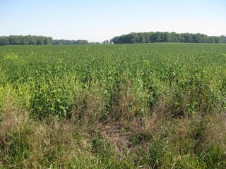 Property photo 12 - 207+/- Acres Offered in 6 Tracts Land Auction