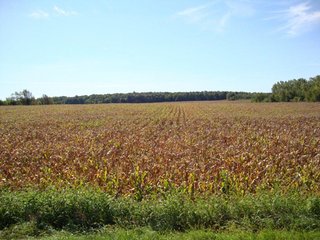 Property photo 4 - 189 Acres Offered in 4 Tracts - 3 Locations