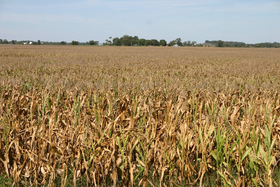 115 +/- Acres of Prime Illinois Farmland - Offered in 2 Tracts