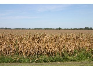 Property photo 3 - 115 +/- Acres of Prime Illinois Farmland - Offered in 2 Tracts