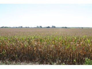 Property photo 1 - 115 +/- Acres of Prime Illinois Farmland - Offered in 2 Tracts