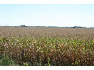 Property photo 13 - 115 +/- Acres of Prime Illinois Farmland - Offered in 2 Tracts