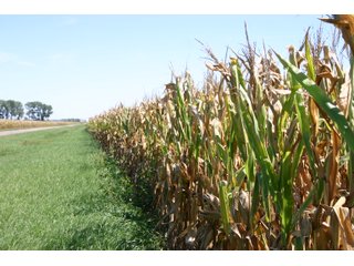 Property photo 5 - 115 +/- Acres of Prime Illinois Farmland - Offered in 2 Tracts