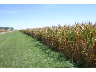 Property photo 2 - 115 +/- Acres of Prime Illinois Farmland - Offered in 2 Tracts