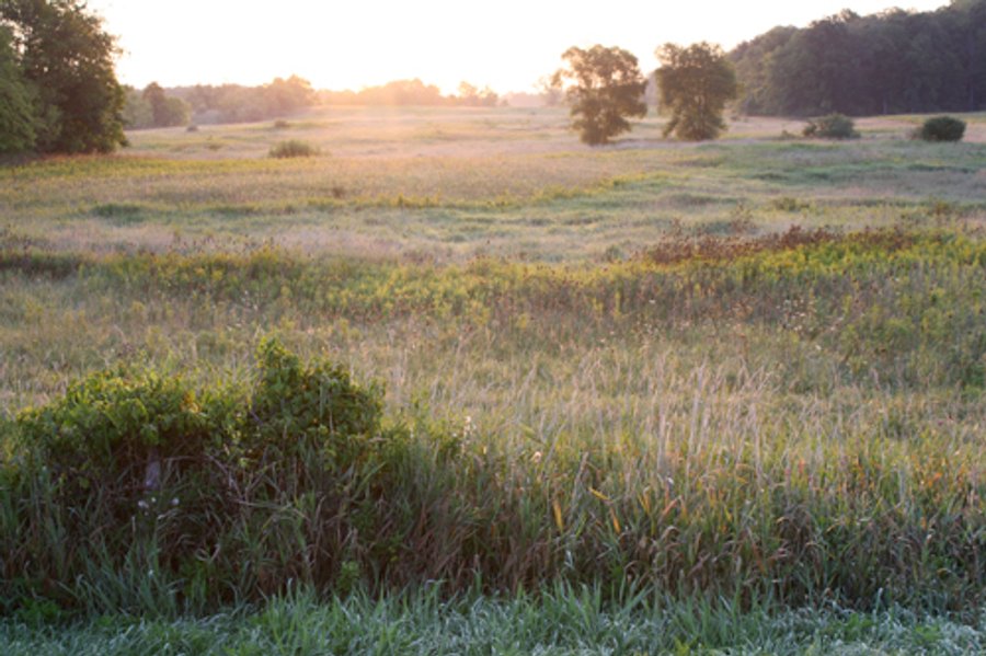70.6 Acres Offered in 4 Tracts - Land Auction