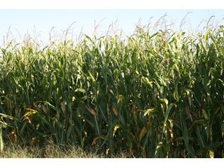 Property photo 43 - 500 +/- Acres Offered in 9 Tracts - Northwest Indiana Real Estate Auction