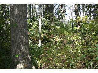 Property photo 94 - 500 +/- Acres Offered in 9 Tracts - Northwest Indiana Real Estate Auction