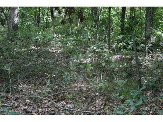Property photo 36 - 500 +/- Acres Offered in 9 Tracts - Northwest Indiana Real Estate Auction