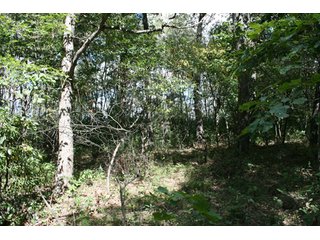 Property photo 101 - 500 +/- Acres Offered in 9 Tracts - Northwest Indiana Real Estate Auction
