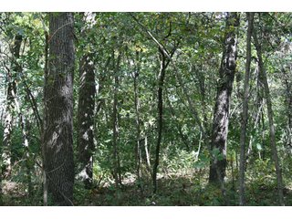 Property photo 105 - 500 +/- Acres Offered in 9 Tracts - Northwest Indiana Real Estate Auction