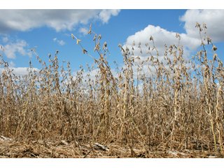 Property photo 78 - 500 +/- Acres Offered in 9 Tracts - Northwest Indiana Real Estate Auction