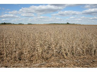 Property photo 52 - 500 +/- Acres Offered in 9 Tracts - Northwest Indiana Real Estate Auction