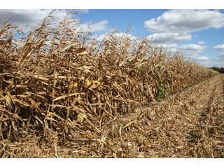 Property photo 22 - 500 +/- Acres Offered in 9 Tracts - Northwest Indiana Real Estate Auction