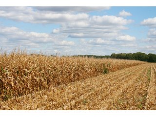 Property photo 24 - 500 +/- Acres Offered in 9 Tracts - Northwest Indiana Real Estate Auction