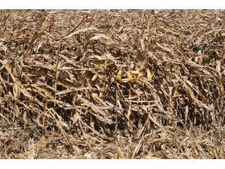 Property photo 65 - 500 +/- Acres Offered in 9 Tracts - Northwest Indiana Real Estate Auction