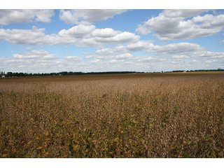 Property photo 87 - 500 +/- Acres Offered in 9 Tracts - Northwest Indiana Real Estate Auction