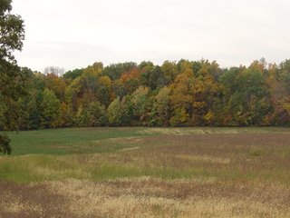 Property photo 7 - 32+/- Acres Offered in 3 Tracts Real Estate and Personal Property Auction