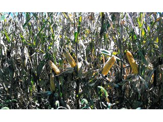 Property photo 1 - 356 +/- Acres Offered in 3 Tracts - Real Estate Auction
