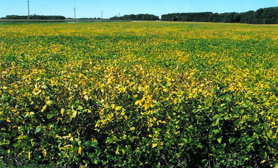 356 +/- Acres Offered in 3 Tracts - Real Estate Auction
