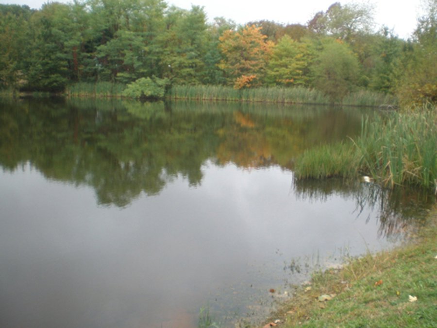 274 +/- Acres Offered in 3 Tracts - Real Estate Auction