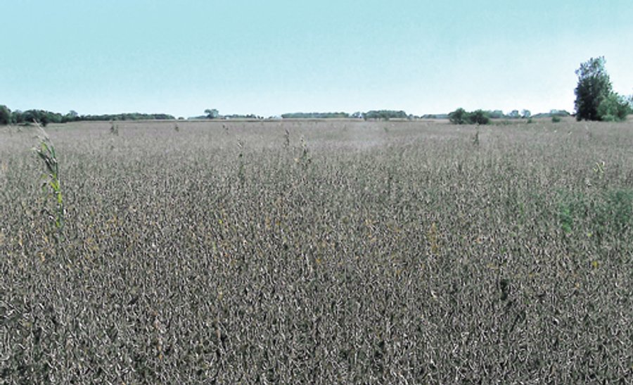 80 +/- Acre Land Auction