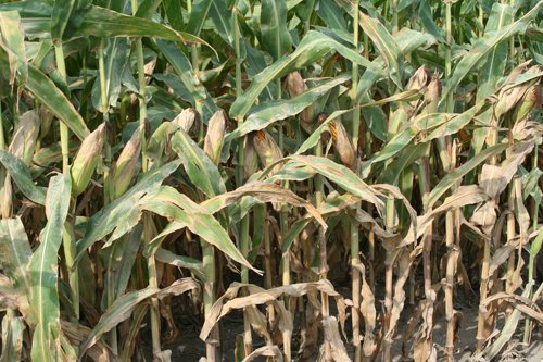 Property photo 15 - 540 +/- Acres Highly Productive Soils - Land and Farm Equipment Auction