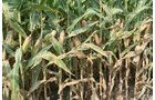 Property photo 15 - 540 +/- Acres Highly Productive Soils - Land and Farm Equipment Auction