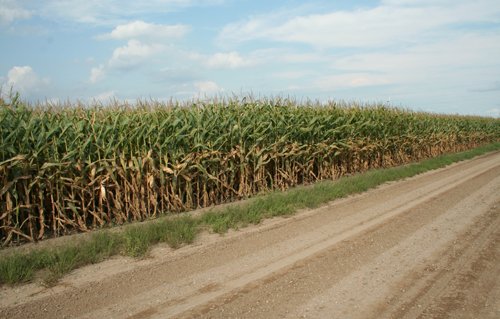 Property photo 21 - 540 +/- Acres Highly Productive Soils - Land and Farm Equipment Auction
