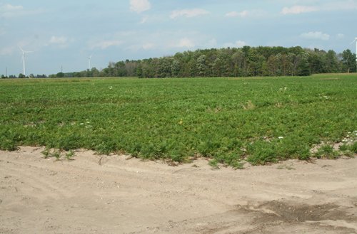 Property photo 4 - 540 +/- Acres Highly Productive Soils - Land and Farm Equipment Auction