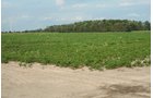Property photo 4 - 540 +/- Acres Highly Productive Soils - Land and Farm Equipment Auction