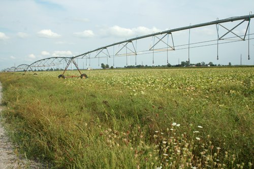 Property photo 2 - 540 +/- Acres Highly Productive Soils - Land and Farm Equipment Auction