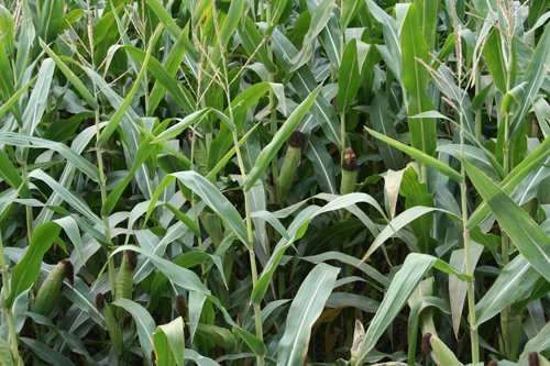 Property photo 1 - 540 +/- Acres Highly Productive Soils - Land and Farm Equipment Auction