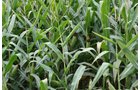 Property photo 1 - 540 +/- Acres Highly Productive Soils - Land and Farm Equipment Auction