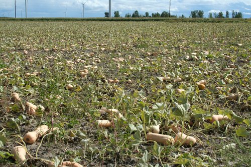 Property photo 23 - 540 +/- Acres Highly Productive Soils - Land and Farm Equipment Auction