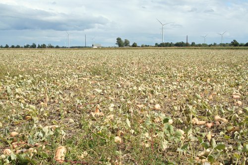 Property photo 20 - 540 +/- Acres Highly Productive Soils - Land and Farm Equipment Auction