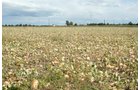 Property photo 20 - 540 +/- Acres Highly Productive Soils - Land and Farm Equipment Auction