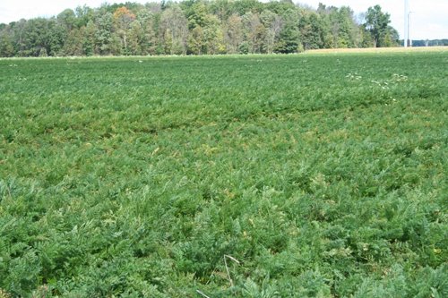Property photo 14 - 540 +/- Acres Highly Productive Soils - Land and Farm Equipment Auction