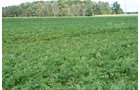 Property photo 14 - 540 +/- Acres Highly Productive Soils - Land and Farm Equipment Auction
