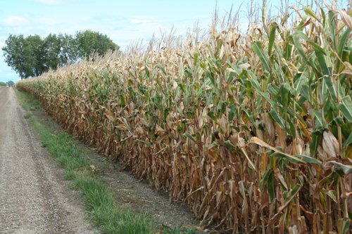Property photo 16 - 540 +/- Acres Highly Productive Soils - Land and Farm Equipment Auction