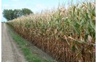 Property photo 16 - 540 +/- Acres Highly Productive Soils - Land and Farm Equipment Auction