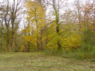 Property photo 20 - 93 +/- Acres Offered in 11 Tracts - Real Estate Auction