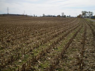 Property photo 11 - 95.3 Acres Offered in 4 Tracts - Real Estate Auction