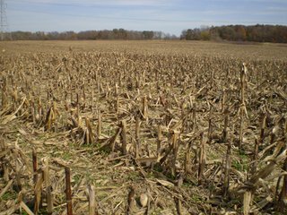 Property photo 2 - 95.3 Acres Offered in 4 Tracts - Real Estate Auction