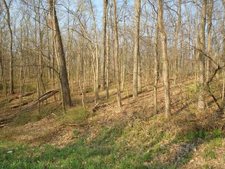 Potential building sites that are elevated and well drained.  Woods is a mixture of large pines and native hardwoods.  Deer and turkey hunting and the Otter Lake public access is only about 1 mile away.  Sewer is directly across Hwy. 327 and anyone building must hook into sewer. - Beautiful 11.62 Acre Wooded Tract 