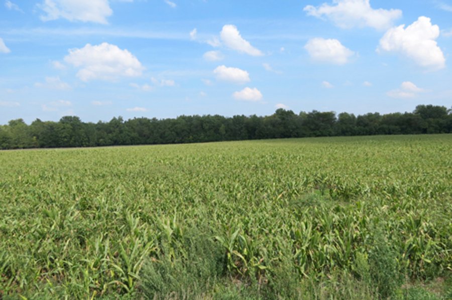 For sale: Tillable & Wooded Land - North of Ligonier & South of Millersburg