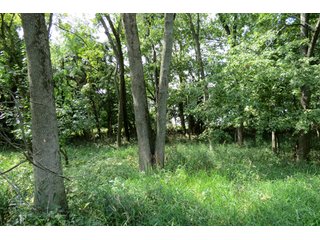 19.93+/- acres in northwest Noble County.  13+/- Acres tillable land and 6.93+/- acres of wooded land with frontage on the Elkhart River.  Investigte the timber value of the wooded land. - Tillable & Wooded Land