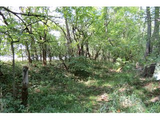 19.93+/- acres in northwest Noble County.  13+/- Acres tillable land and 6.93+/- acres of wooded land with frontage on the Elkhart River.  Investigte the timber value of the wooded land. - Tillable & Wooded Land