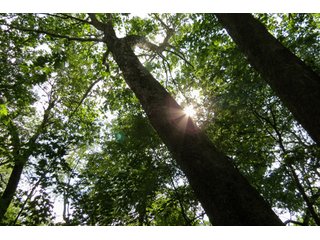 19.93+/- acres in northwest Noble County.  13+/- Acres tillable land and 6.93+/- acres of wooded land with frontage on the Elkhart River.  Investigte the timber value of the wooded land. - Tillable & Wooded Land