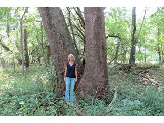 19.93+/- acres in northwest Noble County.  13+/- Acres tillable land and 6.93+/- acres of wooded land with frontage on the Elkhart River.  Investigte the timber value of the wooded land. - Tillable & Wooded Land