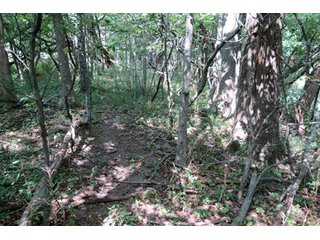19.93+/- acres in northwest Noble County.  13+/- Acres tillable land and 6.93+/- acres of wooded land with frontage on the Elkhart River.  Investigte the timber value of the wooded land. - Tillable & Wooded Land